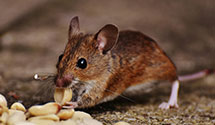 24 Hour & Emergency Exterminators in Eustis, FL